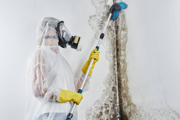 Mold Removal Process in Williston Highlands, FL