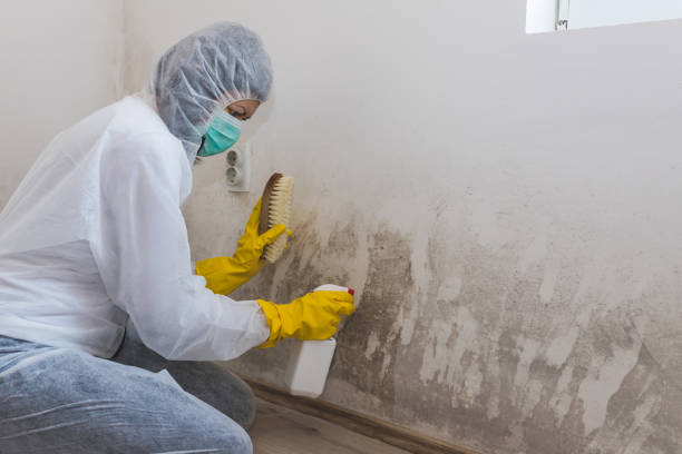 Best Toxic Mold Removal  in Williston Highlands, FL