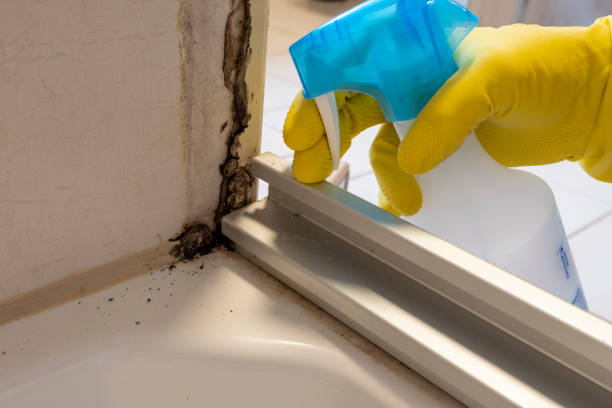 Best Residential Mold Removal  in Williston Highlands, FL