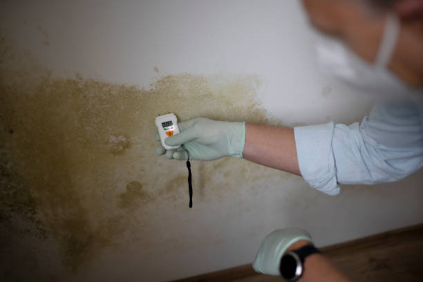 Best Black Mold Removal  in Williston Highlands, FL