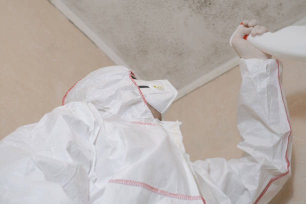 Best Attic Mold Removal  in Williston Highlands, FL