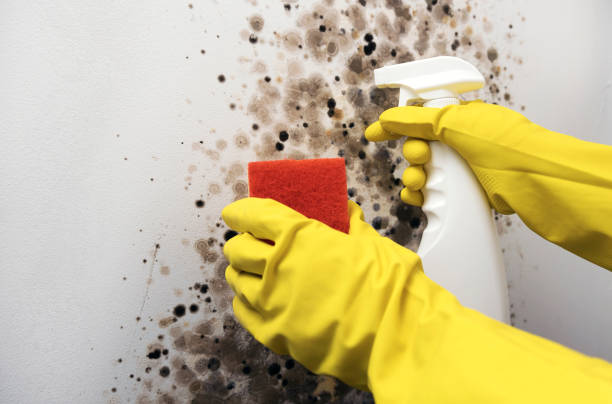 Best Crawl Space Mold Removal  in Williston Highlands, FL