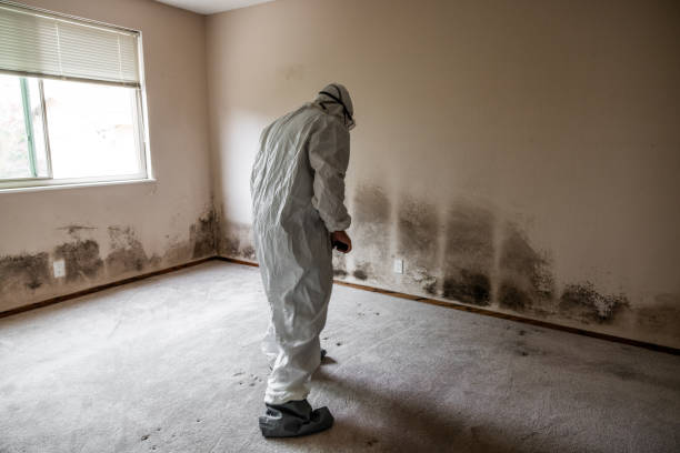 Best Local Mold Removal Service  in Williston Highlands, FL