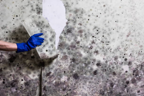 Best Black Mold Removal  in Williston Highlands, FL
